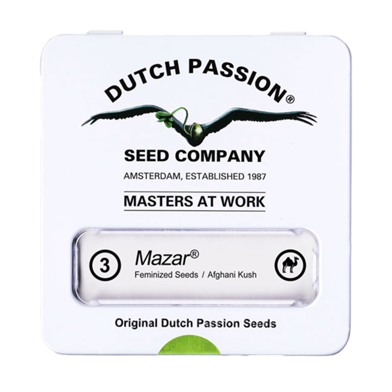 Dutch Passion Mazar | Feminisiert