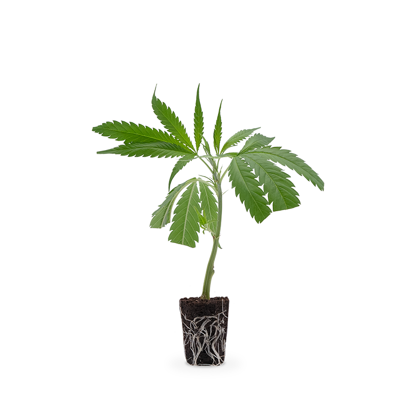 Hanfgarten AK 47