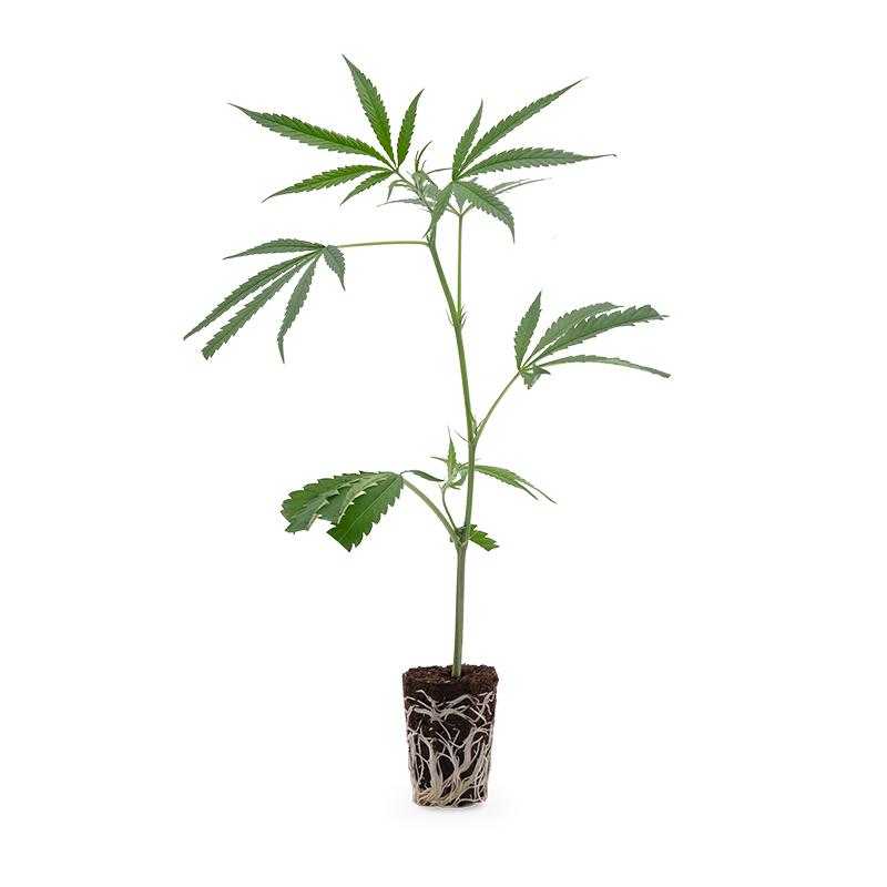 Hanfgarten Amnesia Haze
