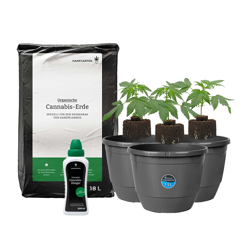 Hanfgarten Automatic Sämlinge Rundum Sorglos Paket