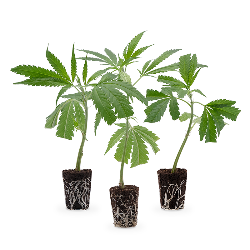 Hanfgarten Bestseller Stecklinge 3er-Set