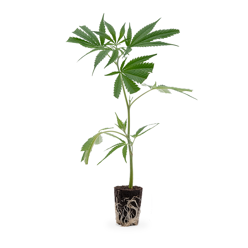 Hanfgarten Big Bud