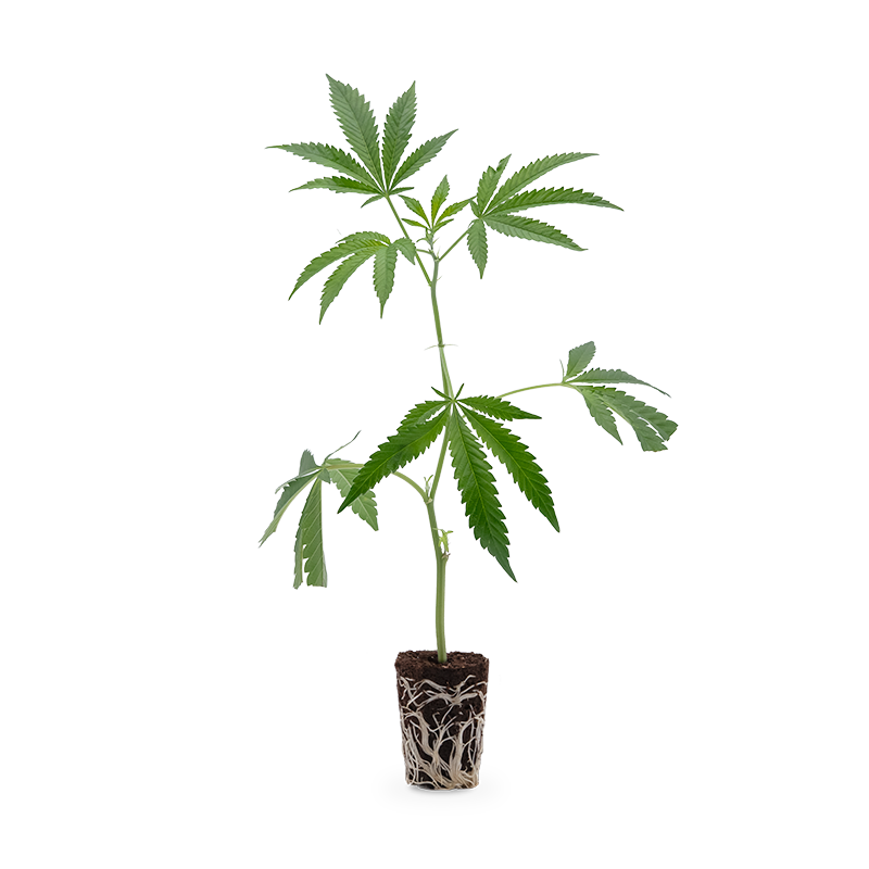 Hanfgarten Blueberry