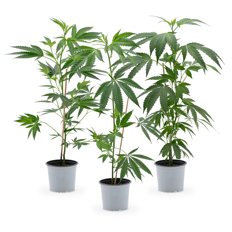 Hanfgarten Cannabis Stecklinge (groß) | 3er-Set