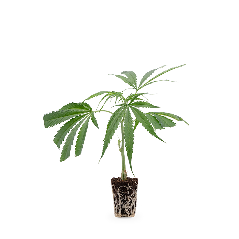 Hanfgarten Harlequin Medical