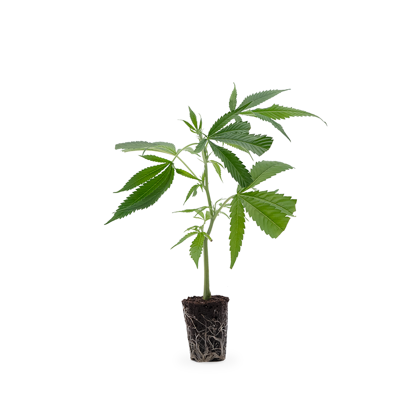 Hanfgarten Jack Herer