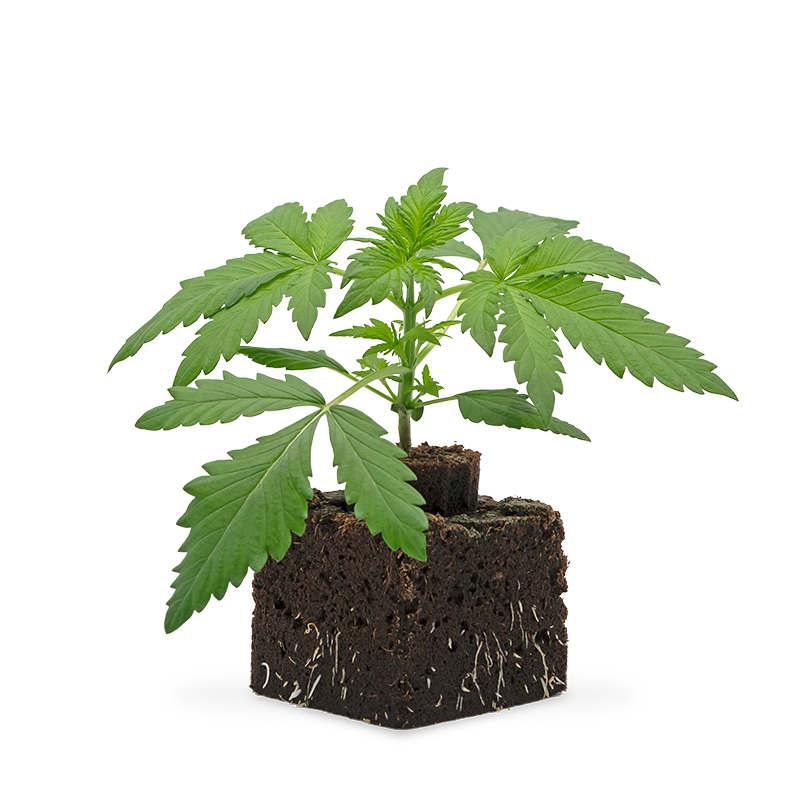 Hanfgarten Lemon Cherry Gelato Sämling | Automatic