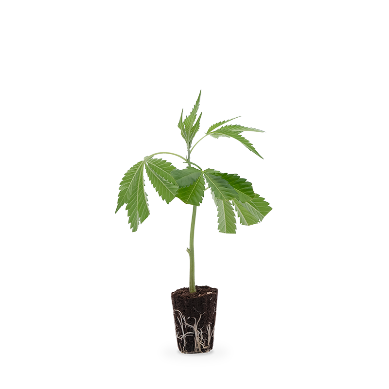 Hanfgarten OG Kush