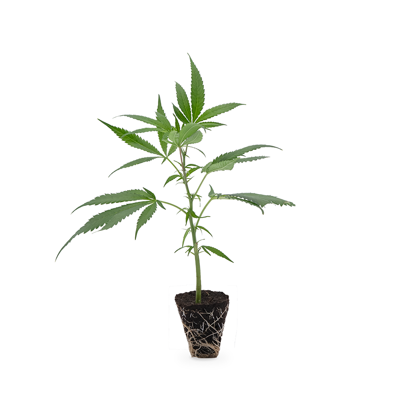 Hanfgarten Super Buff Cherry