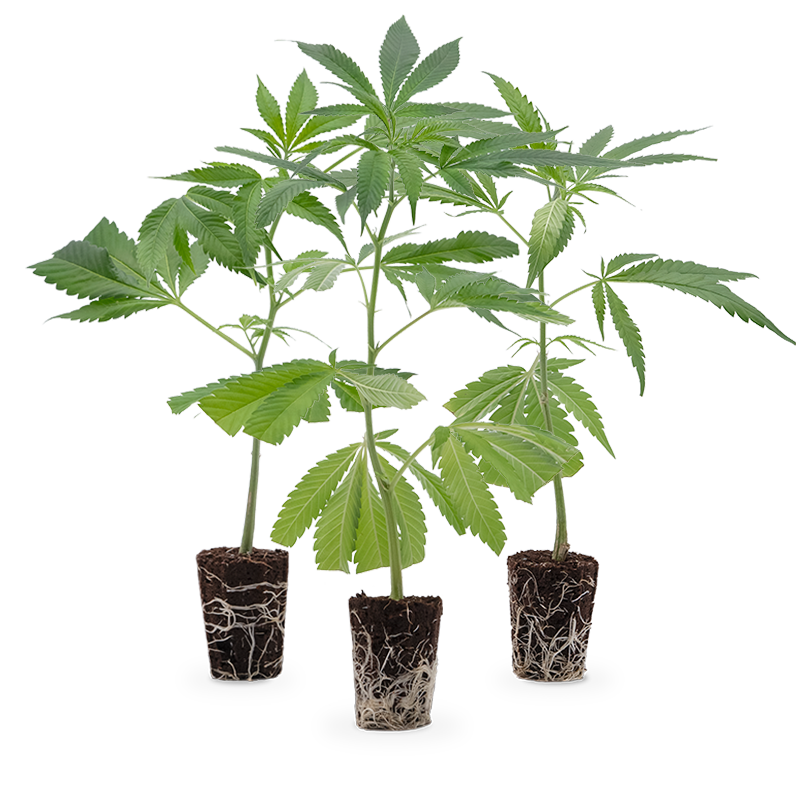 Hanfgarten Super High Stecklinge 3er-Set